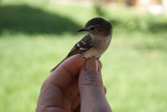 Inezia inornata