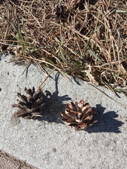 Pinus sylvestris