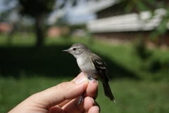 Inezia inornata