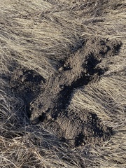 Thomomys talpoides