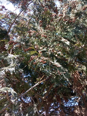 Thuja plicata