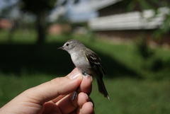 Inezia inornata