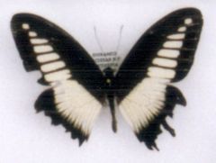 Papilio arnoldiana