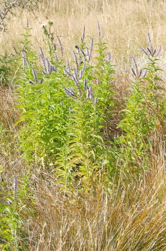 Mentha spicata