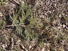 Thuja plicata