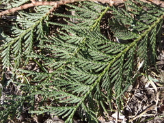 Thuja plicata