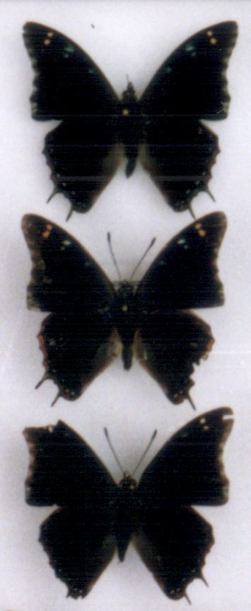 Kirk’s Charaxes