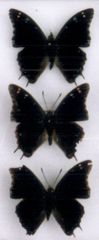 Charaxes kirki daria