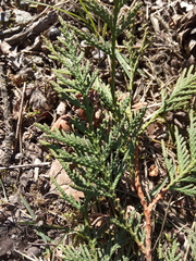 Thuja plicata