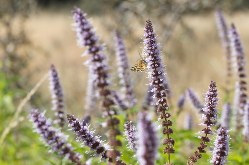 Mentha spicata
