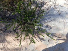 Agathosma stenopetala