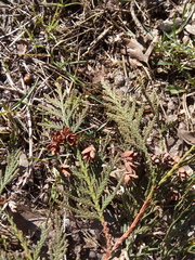 Thuja plicata