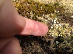 Cladonia asahinae