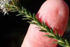 Agathosma stenopetala