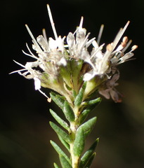 Agathosma stenopetala