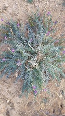 Astragalus lentiginosus variabilis