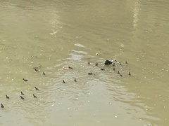 Cairina moschata domestica