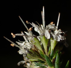 Agathosma stenopetala