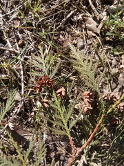 Thuja plicata