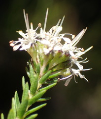 Agathosma stenopetala