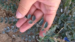 Astragalus lentiginosus variabilis