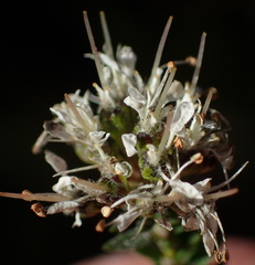 Agathosma stenopetala