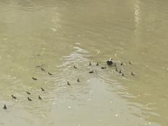 Cairina moschata domestica