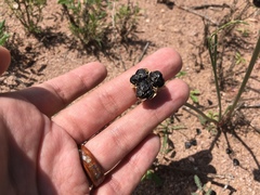 Zephyranthes longifolia