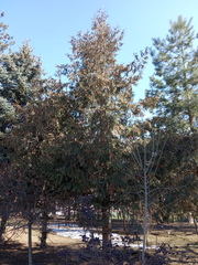 Thuja plicata