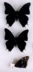 Charaxes galawadiwosi