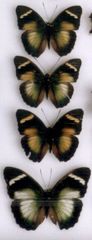 Euphaedra neumanni