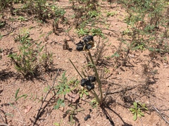 Zephyranthes longifolia