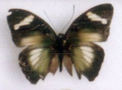 Euphaedra neumanni