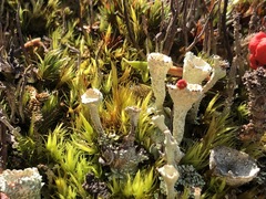 Cladonia borealis