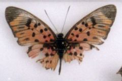 Pseudacraea boisduvalii sayonis