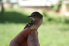 Inezia inornata