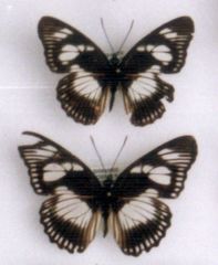 Pseudacraea lucretia walensensis
