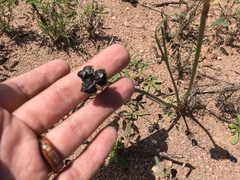 Zephyranthes longifolia