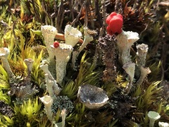 Cladonia borealis