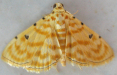 Notarcha quaternalis