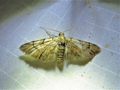 Eupithecia peckorum