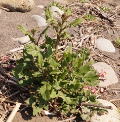 Raphanus raphanistrum landra