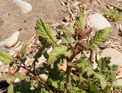 Raphanus raphanistrum landra