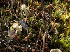 Cladonia albonigra