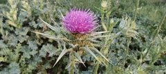 Silybum marianum