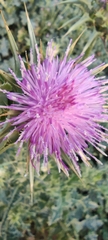 Silybum marianum