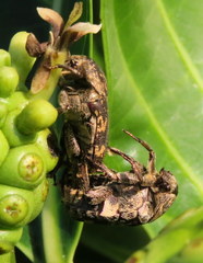 Protaetia fusca