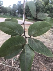 Hymenaea stigonocarpa