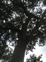 Hymenaea stigonocarpa