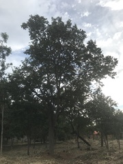 Hymenaea stigonocarpa